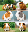 Guinea pig plush soft toy keel toys baby guinea pig replica stuffed pet animal kids birthday gift party bag filler children souvenir