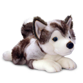 Puppy Husky,